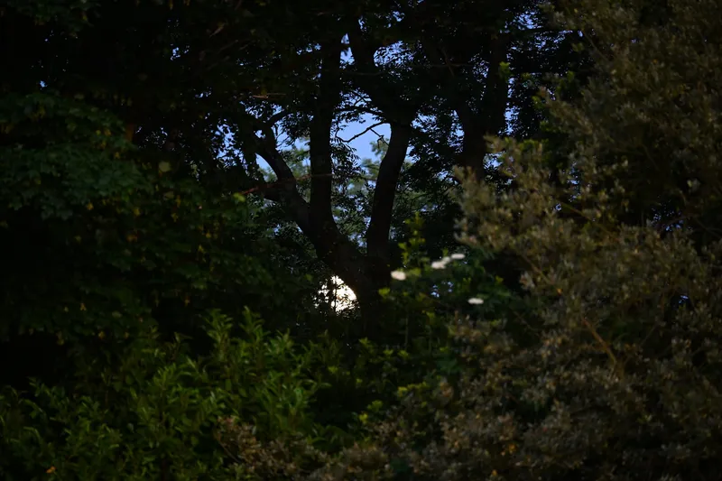 2026/05/29, photo 16