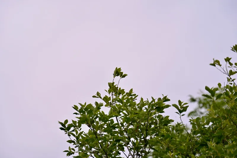2026/06/20, photo 70