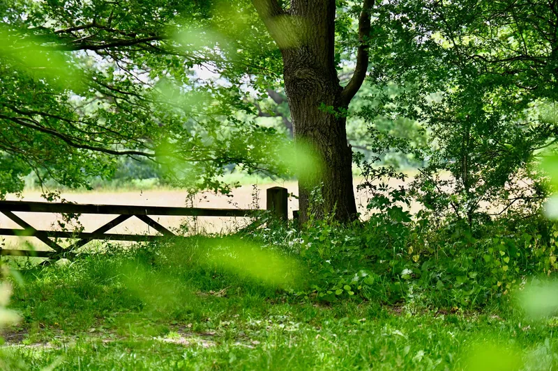 2026/06/20, photo 72